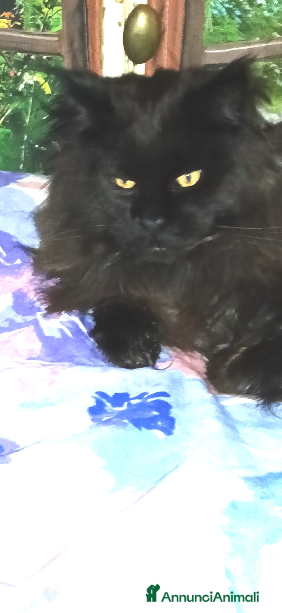 Maine Coon gatti Splendidi tabby - Annuncio 1