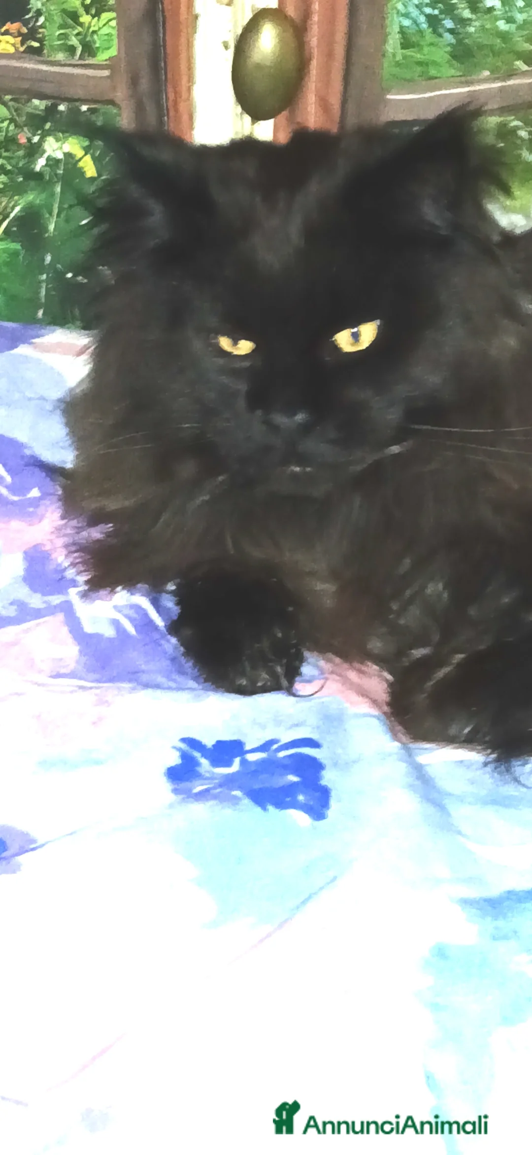 Maine Coon gatti in vendita: Splendidi tabby - Annuncio 1