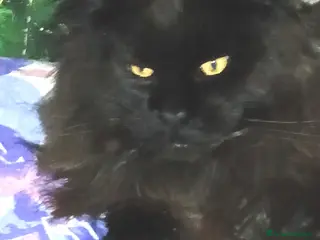 Maine Coon gatti Splendidi tabby - Annuncio 1