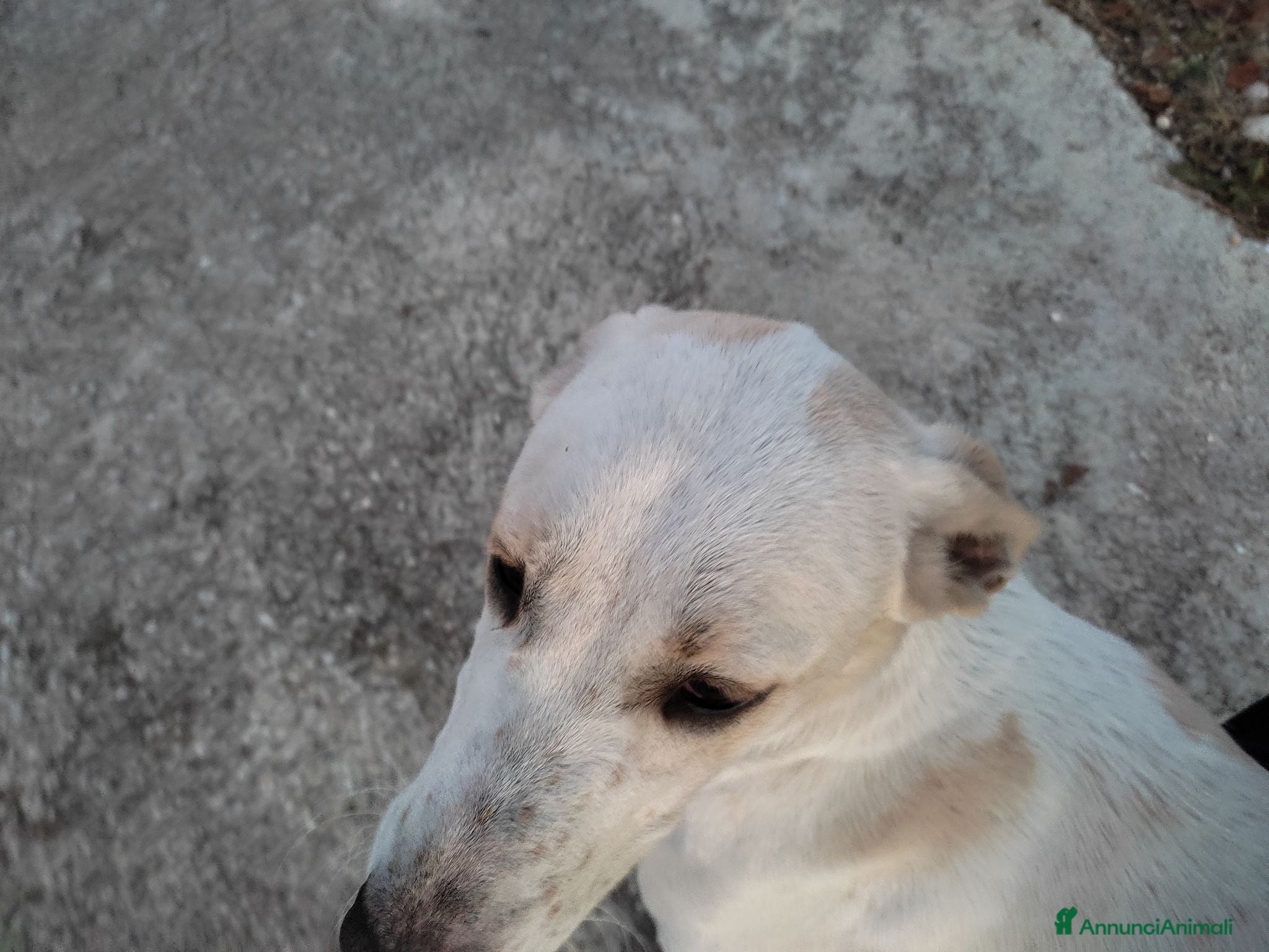 Meticcio cani Meticcio femmina 5 anni taglia media  - Annuncio 26