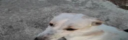 Meticcio cani in regalo: Meticcio femmina 5 anni taglia media  a Provincia di Vicenza - Annuncio 1