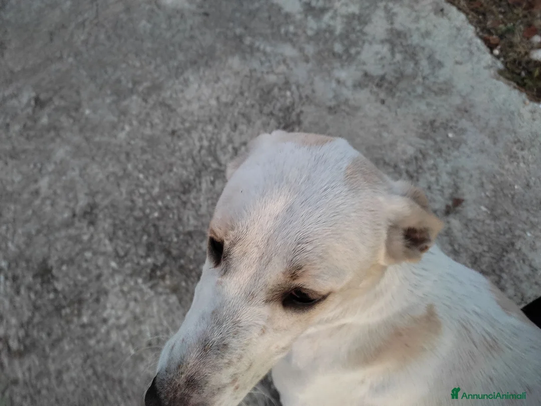 Meticcio cani in regalo: Meticcio femmina 5 anni taglia media  a Provincia di Vicenza - Annuncio 1