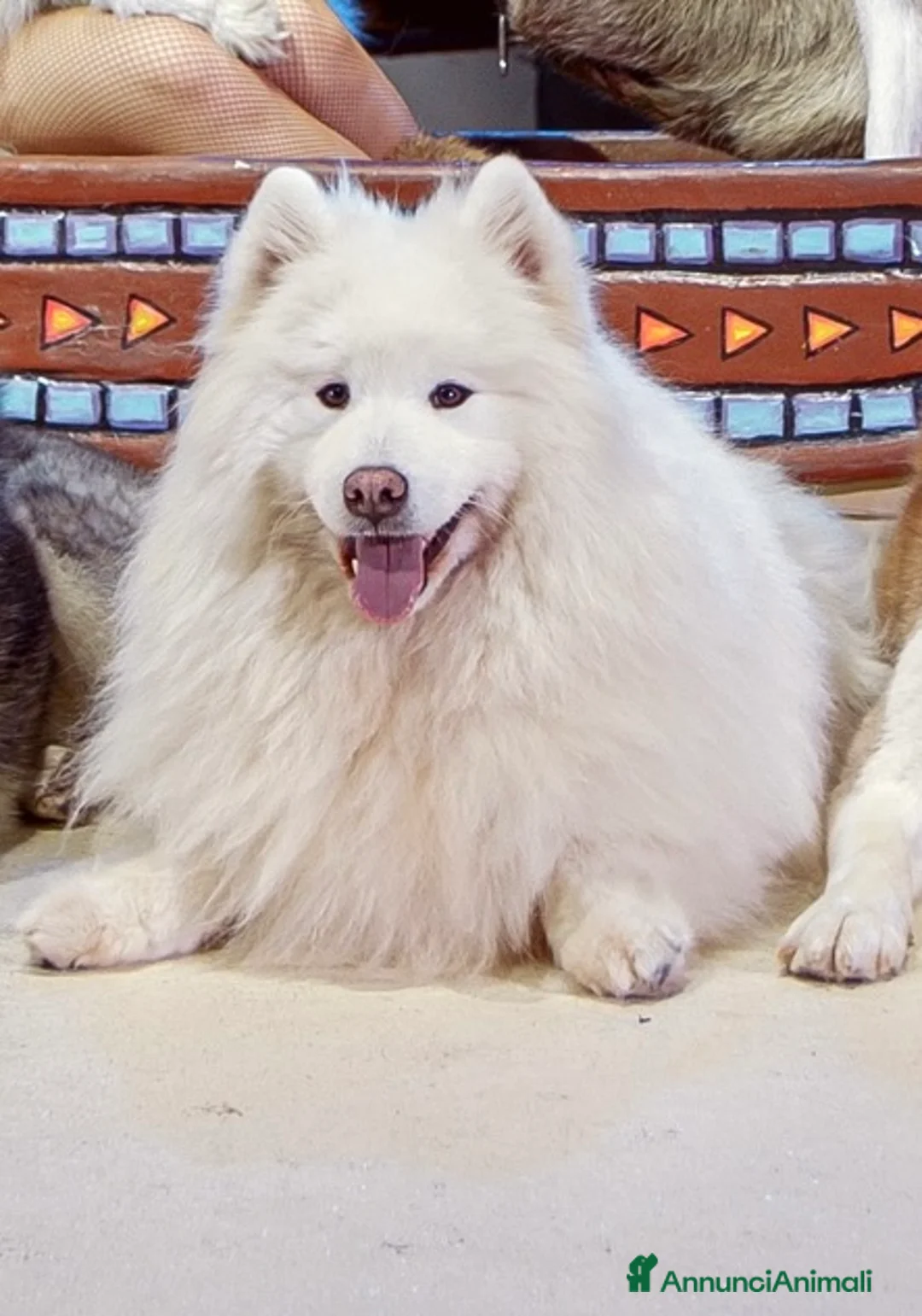 Samoiedo cani in regalo: Regalasi 4 bellissimi samoiedo - Annuncio 2