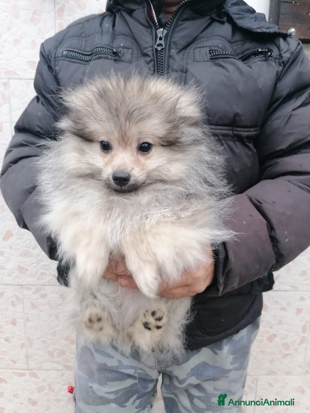 Volpino Pomerania cani in vendita: Volpino pomerania cucciolo maschio - Annuncio 5