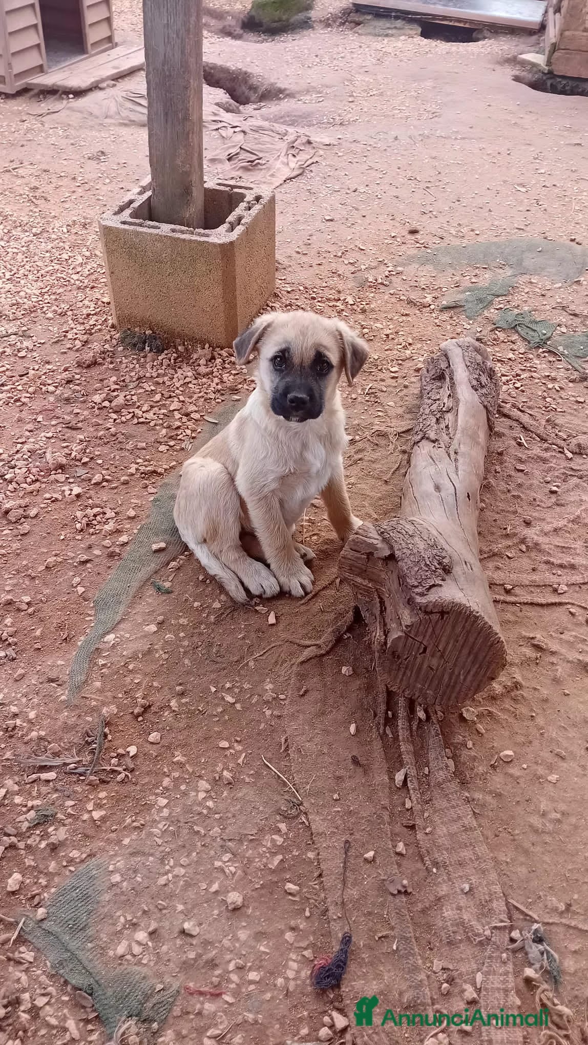 Altre razze cani lord  - Annuncio 19