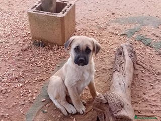 Altre razze cani lord - Annuncio 19