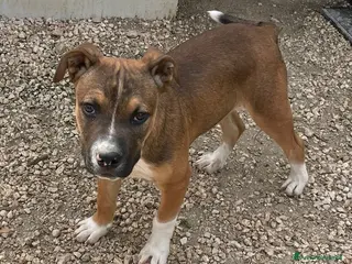 Meticcio cani MI ADOTTI? - Annuncio 2