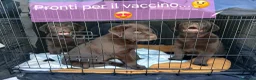 Labrador cani in vendita: Cuccioli Labrador - Annuncio 2