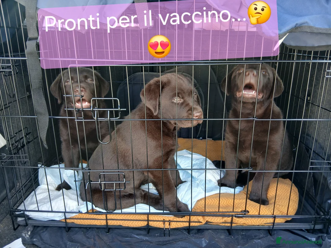 Labrador cani in vendita: Cuccioli Labrador - Annuncio 2
