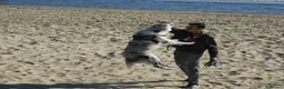 Border Collie cani per accoppiamento: Bellissimo Border con Pedigree per Accoppiamento a Provincia di Cremona - Annuncio 6