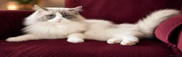 Ragdoll gatti in vendita: Cucciolo ragdoll blu bicolor  - Annuncio 5