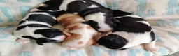 Cavalier King cani in vendita: Cavalier king con pedigree enci  a Provincia di Sondrio - Annuncio 3