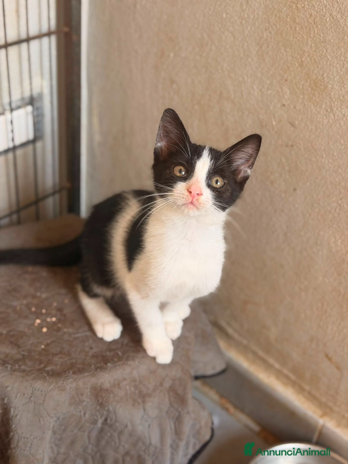 Altre razze gatti GATTINI ABBANDONATI: EMERGENZA  - Annuncio 5