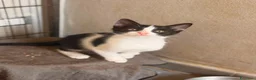 Altre razze gatti in regalo: GATTINI ABBANDONATI: EMERGENZA  a Città metropolitana di Milano - Annuncio 1