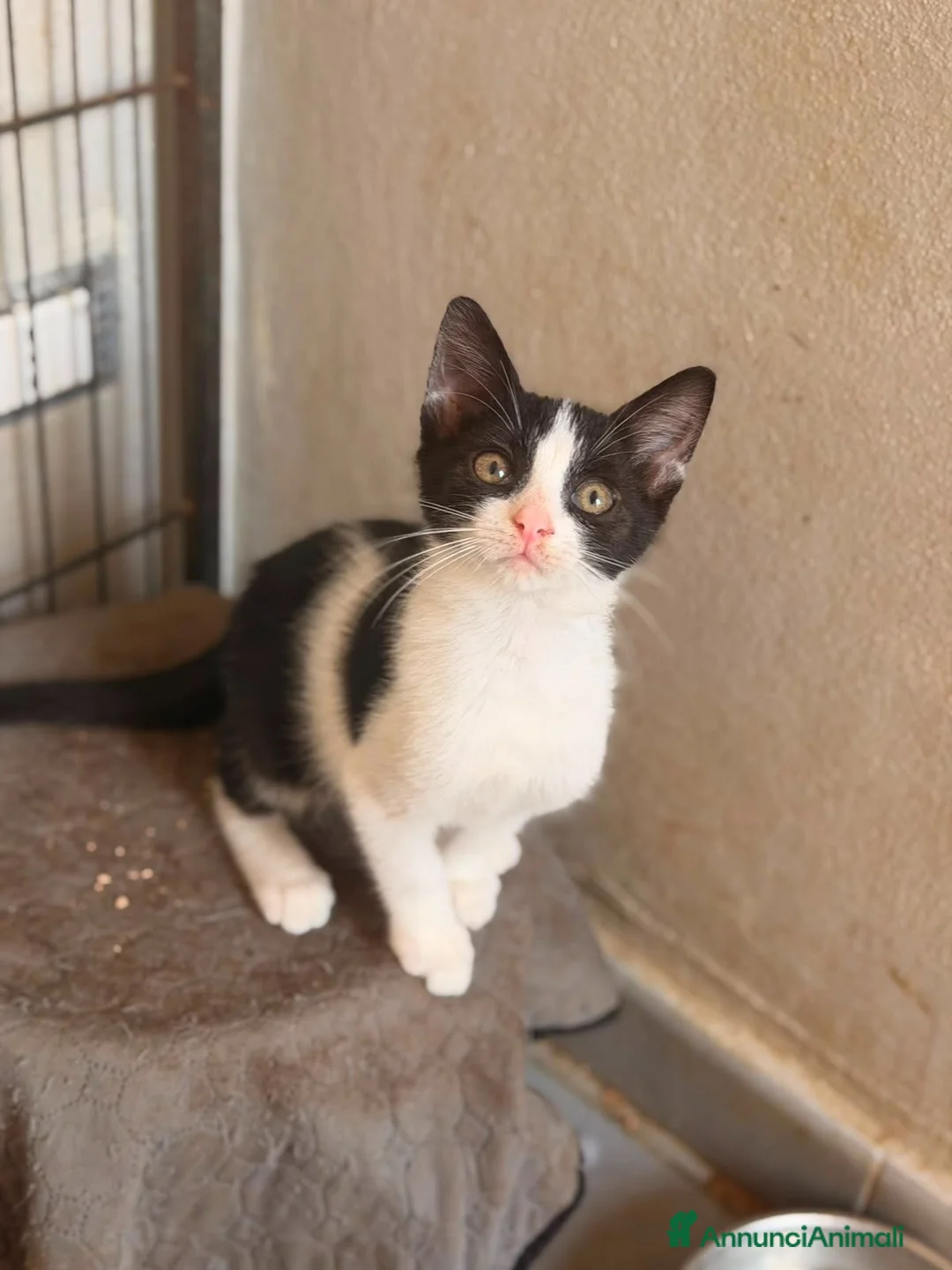 Altre razze gatti in regalo: GATTINI ABBANDONATI: EMERGENZA  a Città metropolitana di Milano - Annuncio 1