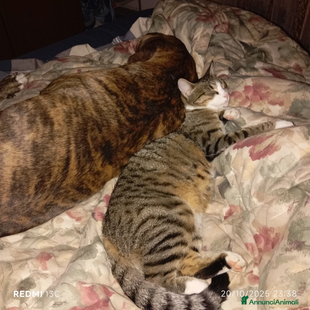 Meticcio cani per accoppiamento: Scyro - Annuncio 3