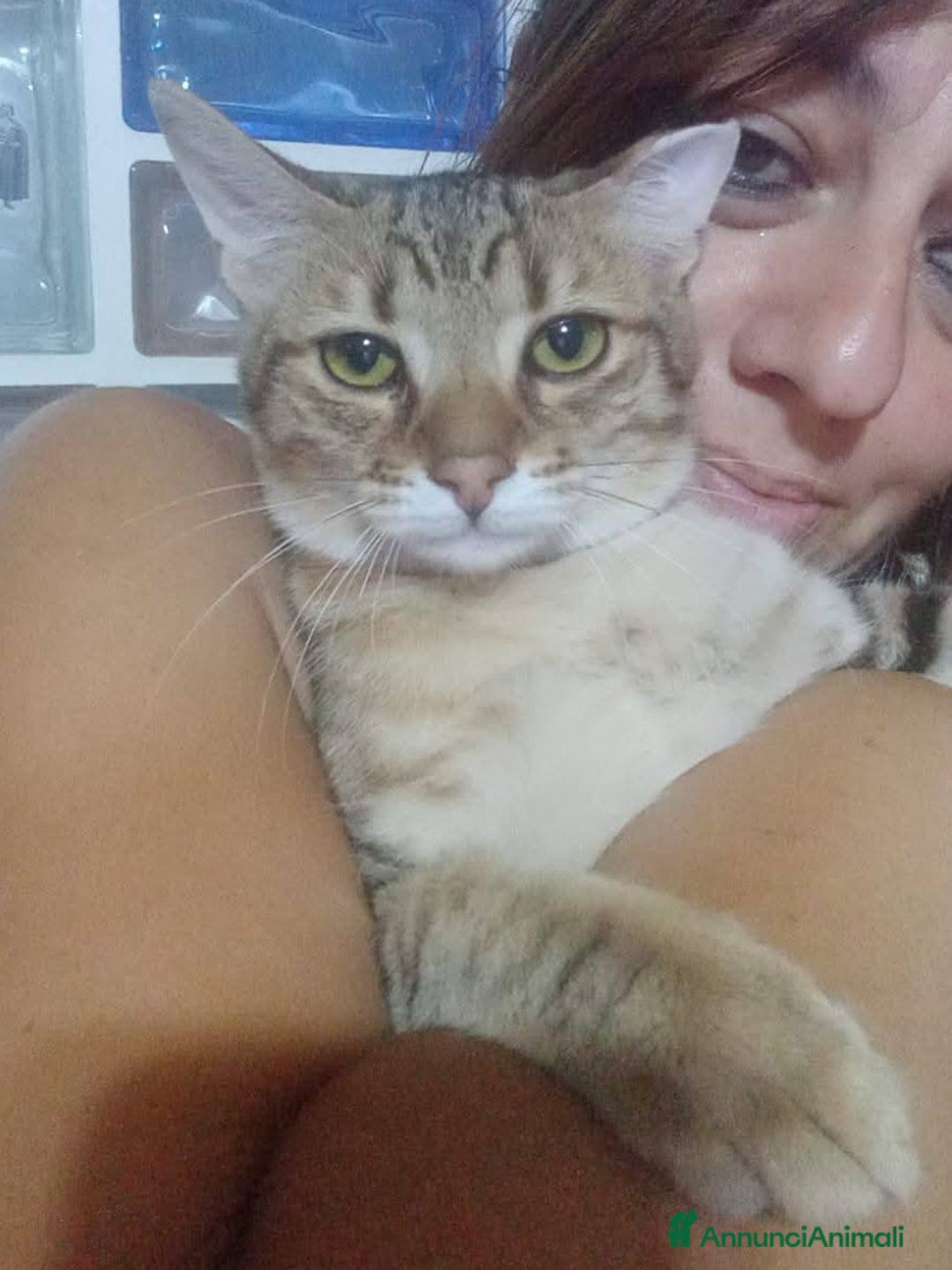 Europeo gatti in regalo: Dolcissimo micino da adottare, STITCH ! - Annuncio 3