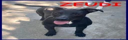 Meticcio cani in regalo: ZEUDI giocherellona e solare a Provincia di Parma - Annuncio 1