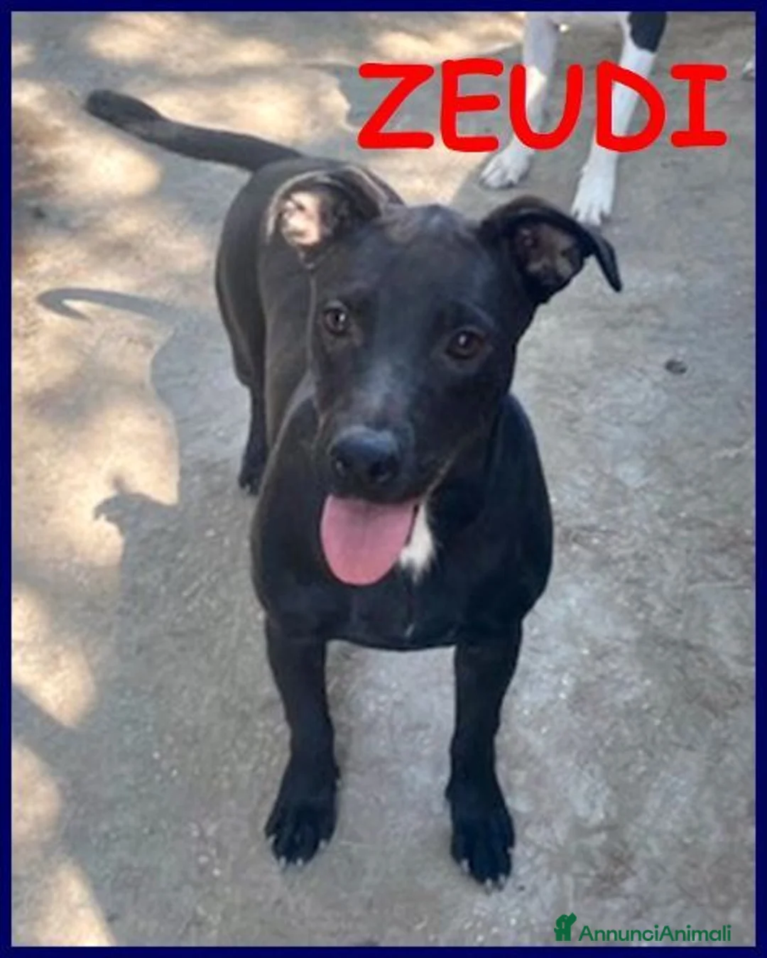 Meticcio cani in regalo: ZEUDI giocherellona e solare a Provincia di Parma - Annuncio 1