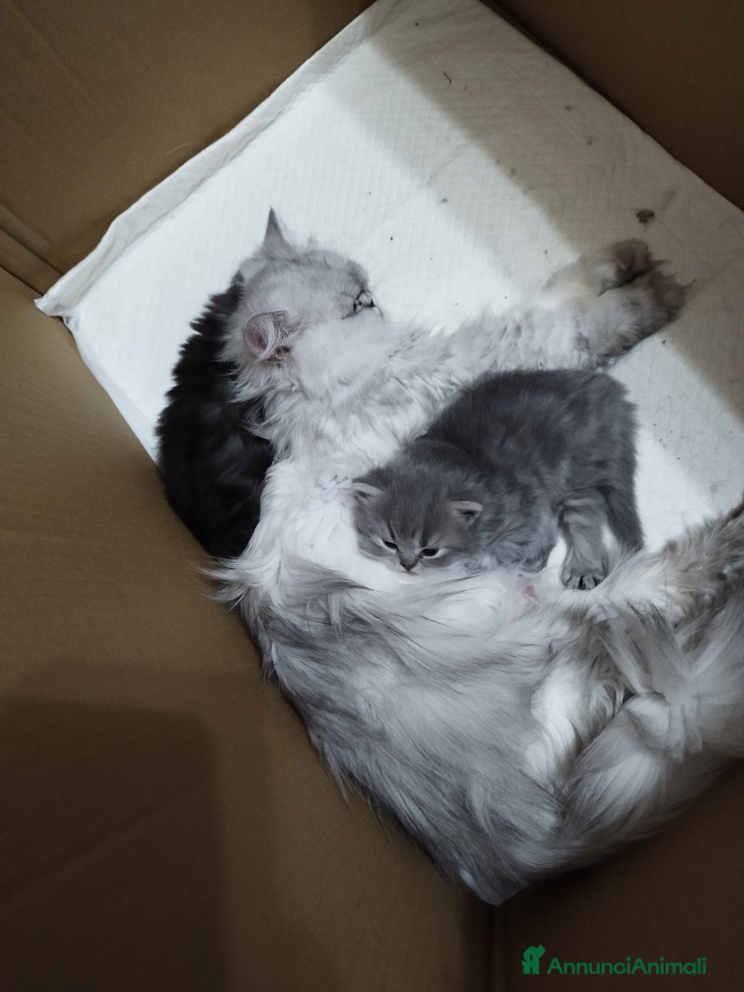 Persiano gatti in vendita: Cuccioli persiano silver schaded a Città Metropolitana di Bologna - Immagine 11