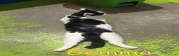 Europeo gatti in regalo: GEMMA DOCLSISSIMA GATTINA a Città metropolitana di Milano - Annuncio 3