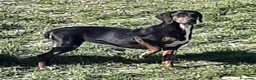 Segugio cani in regalo: GILDA buona con tutti i cani! a Città Metropolitana di Torino - Annuncio 3