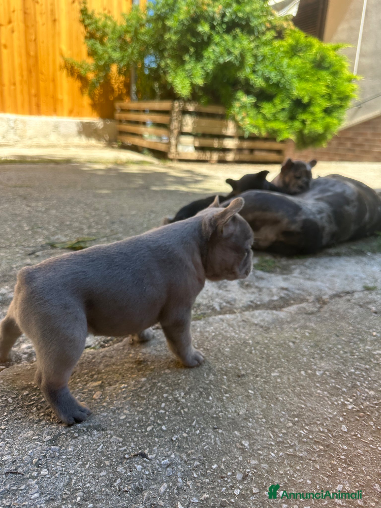 Bulldog Francese cani in vendita: bulldog francese blue e nero tigrato  - Annuncio 12
