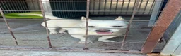 Meticcio cani in regalo: Fischietto un cagnolino speciale  - Annuncio 7