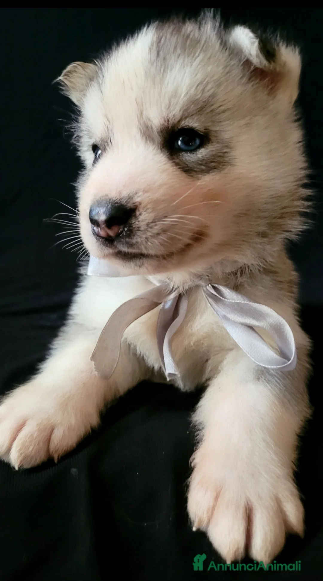 Husky cani in vendita: SIBERIAN HUSKY CUCCIOLATA CON PEDIGREE  - Annuncio 6