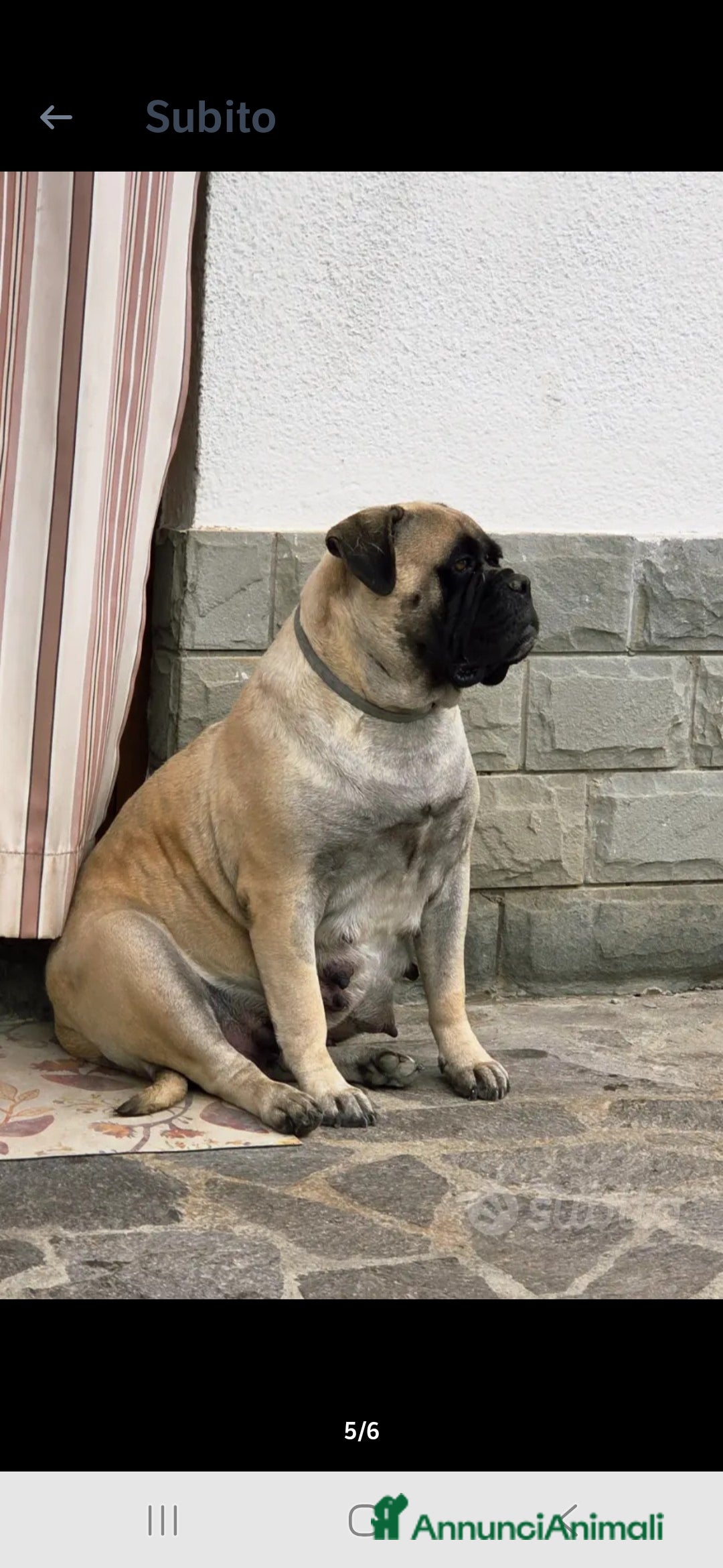 Bullmastiff cani in vendita: Vendo cuccioli di Bullmastiff - Annuncio 5
