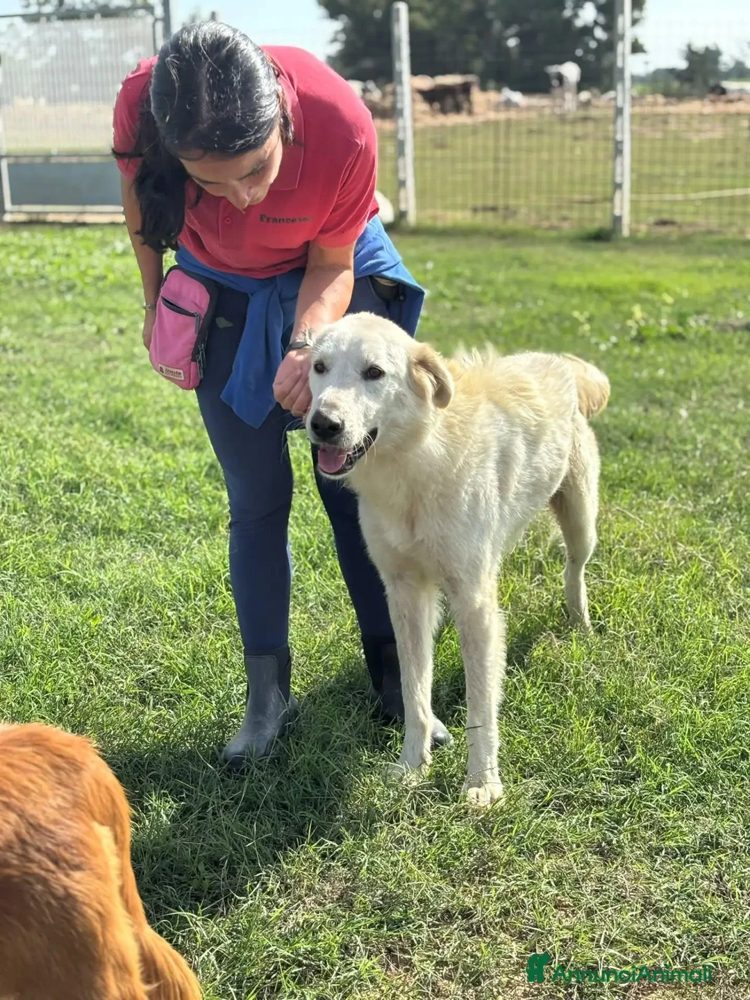 Meticcio cani in regalo: Armandino mix maremmano golden retriever adozione - Annuncio 6