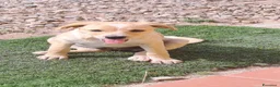 Meticcio cani in regalo: Mirtilla  a Provincia di Crotone - Annuncio 3