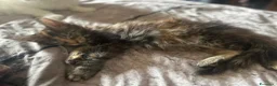 Maine Coon gatti in vendita: Cuccioli di Maine Coon - Annuncio 6