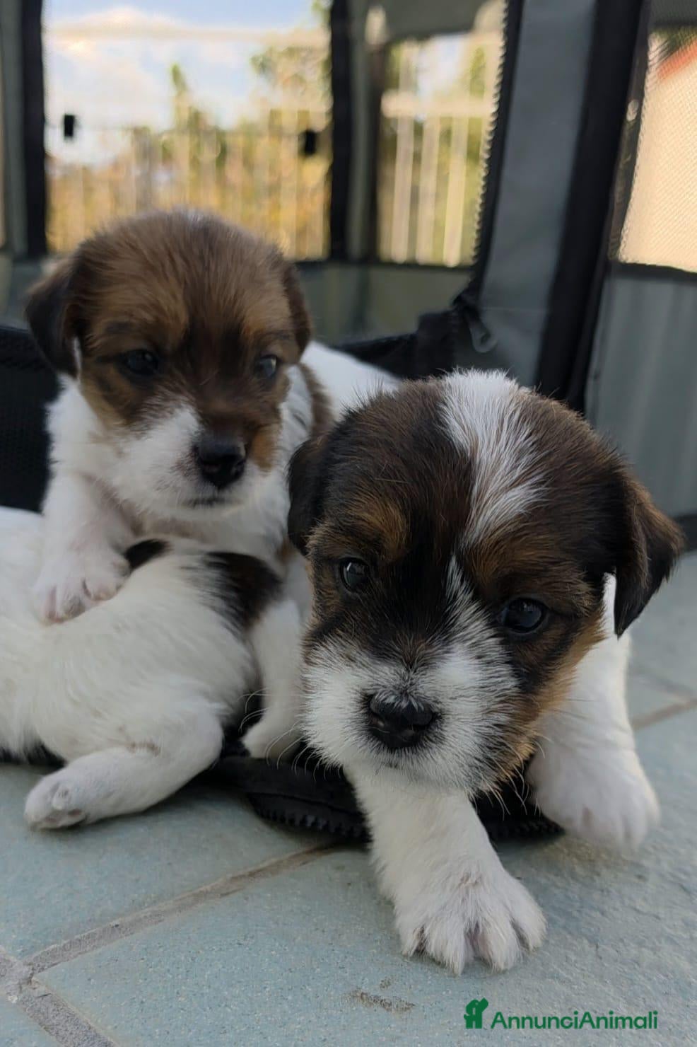 Jack Russell cani Cuccioli Jack Russell broken/ruvidi con pedigree - Annuncio 2