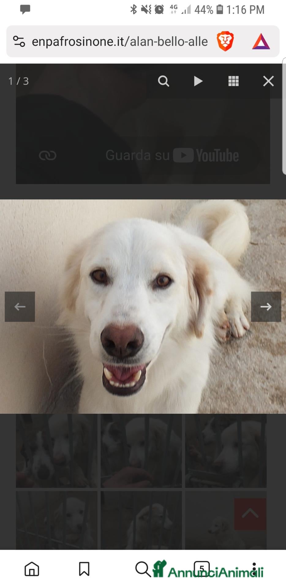 Meticcio cani ALAN, INCROCIO SETTER- GOLDEN DI 3 ANNI E MEZZO - Annuncio 10