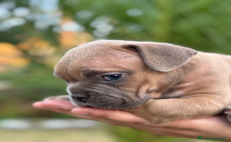 American Bully cani a Città metropolitana di Catania - Annuncio 1