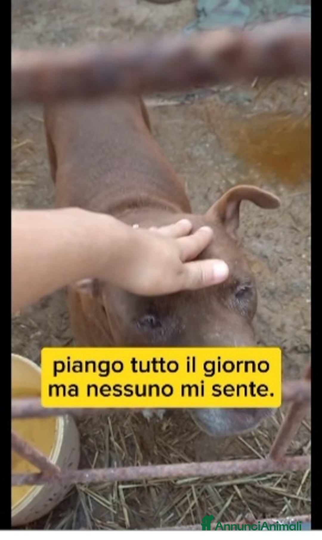 Meticcio cani in regalo: 8anni di attese e pianti in box..SALVIAMOLO a Città metropolitana di Milano - Annuncio 3