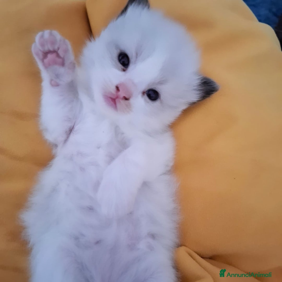 Ragdoll gatti in vendita: Femminucce ragdoll seal bicolore  a Città Metropolitana di Napoli - Immagine 2