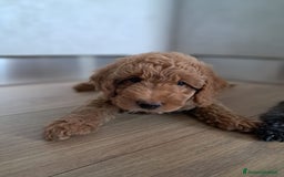 Barboncino cani in vendita: Cuccioli barboncino disponibili  a Provincia di Belluno - Immagine 2