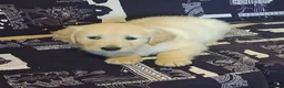 Golden Retriever cani in vendita: Cuccioli di golden retriever anglo americano  - Annuncio 5
