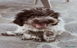 Lagotto cani in vendita: Cuccioli di Lagotto Romagnolo con Pedigree ROI  a Provincia di Chieti - Immagine 2