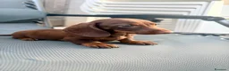 Bassotto cani in vendita: Cuccioli di BASSOTTO Kaninchen con pedigree ENCI - Annuncio 5