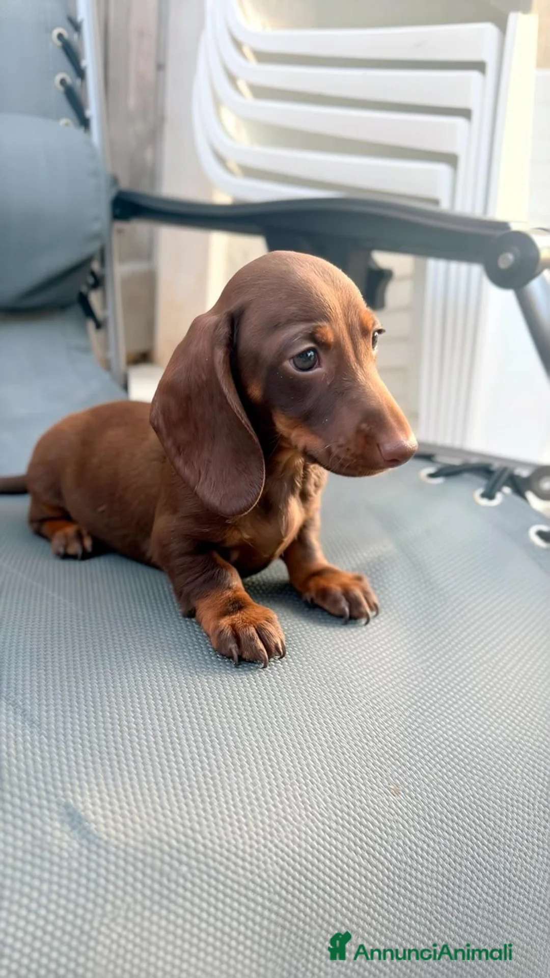 Bassotto cani in vendita: Cuccioli di BASSOTTO Kaninchen con pedigree ENCI - Annuncio 5