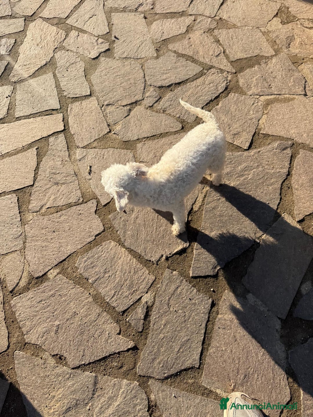 Barboncino Toy cani in vendita: Barboncina toy - Annuncio 9