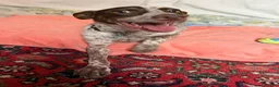 Meticcio cani in regalo: Matisse 1 anno taglia media piccola  - Annuncio 3