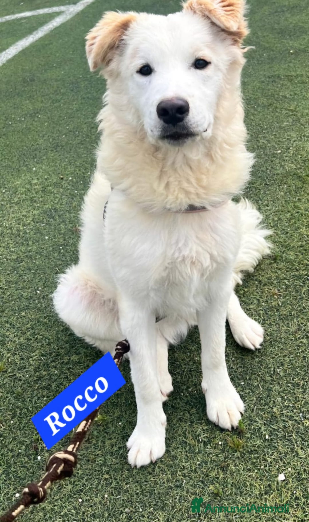 Meticcio cani in regalo:  9mesi tg media gli altri cani lo aggrediscono!!! a Città metropolitana di Milano - Annuncio 1