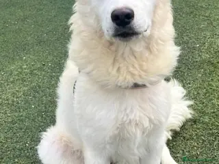 Meticcio cani 9mesi tg media gli altri cani lo aggrediscono!!! - Annuncio 22