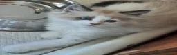 Siberiano gatti in vendita: Gatti cuccioli Siberiani a Provincia di Forlì-Cesena - Annuncio 3