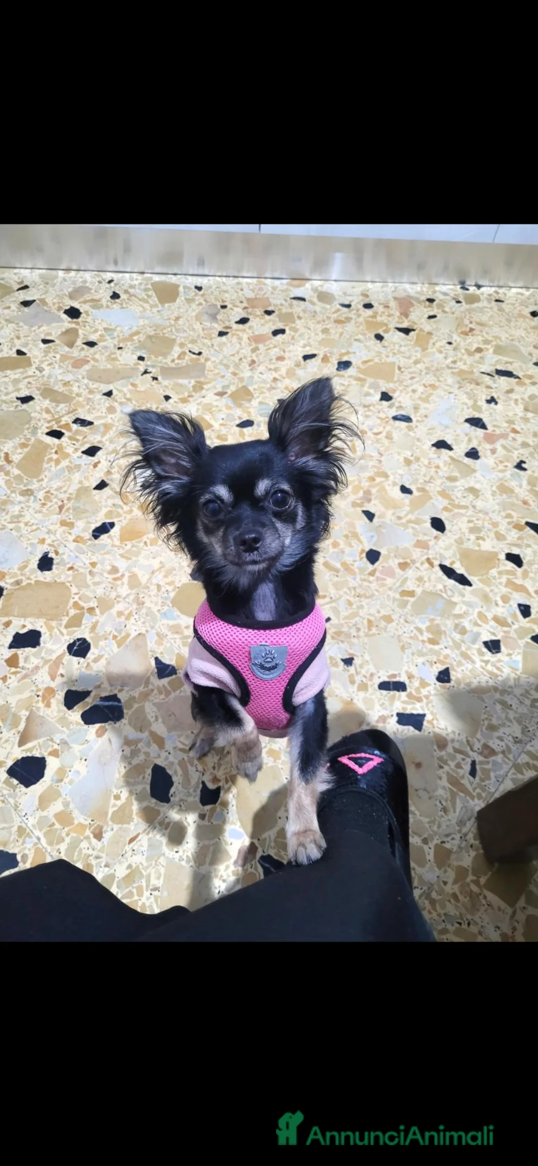 Chihuahua cani in vendita: Chihuahua maschi a Città metropolitana di Palermo - Annuncio 1