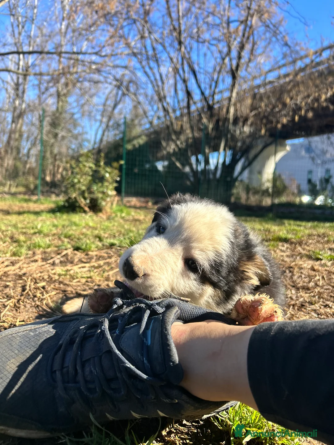 Border Collie cani in vendita: Cucciolo Border collie  - Annuncio 5